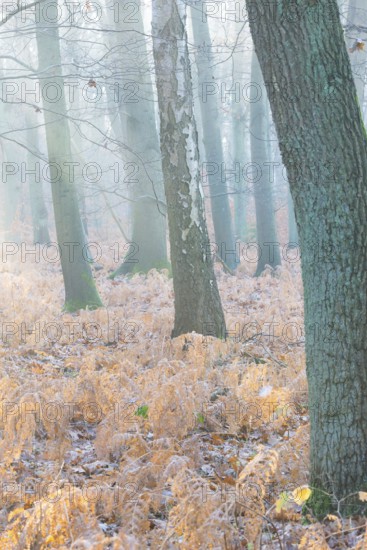 Foggy, frosty forest scene with trees in the soft morning light, cool autumn forest, calm, mysterious mood, atmosphere, forest, scenery, dead fern fronds, autumn leaves, morning, fern, mixed forest with copper beech (Fagus sylvatica), English oak (Quercus robur), birch (Betulus), bracken fern (Pteridium aquilinum), warm and cool colours, mystical, fog, silence, landscape, nature, autumn, natural forest, beauty, enchanting, magical, nature reserve, FFH area Ilmenau, Lüneburg, Lower Saxony, Germany