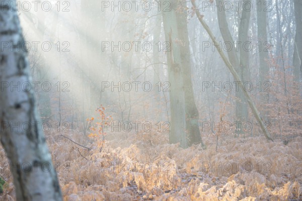 Rays of light penetrate the misty autumn forest, calm, mysterious mood, atmosphere, forest, soft morning light, frosty, sunlight, rays, trees, dead fern fronds, autumn leaves, morning, fern, sunbeams, mixed forest, copper beech (Fagus sylvatica), English oak (Quercus robur), birch (Betulus), bracken fern (Pteridium aquilinum), warm and cool colours, mystical, fog, silence, landscape, nature, autumn, nature reserve, FFH area Ilmenau, Lüneburg, Lower Saxony, Germany