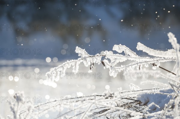 Frost-covered branches sparkle in sunlight, calm background, detailed view of blades of grass covered with ice crystals and snow against a soft, blurred background with light spots, light reflections on the Ilmenau river, bokeh, snowflakes, snow, ice, snow, hoarfrost, frost on stalks, grass, grasses, winter, frosty, frost, icy, sunny, structure, structures, back light, cold, nature, shimmer, points of light, beauty, peaceful scenery, calm atmosphere, Lower Saxony, Germany