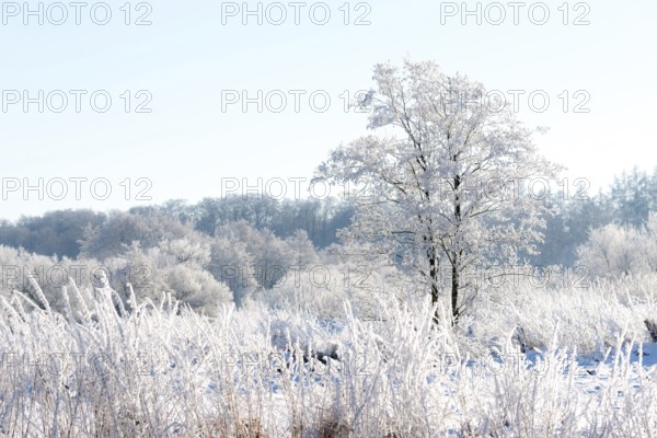 Snowy winter landscape with frost-covered trees, black alder (Alnus glutinosa), also known as black alder or red alder, glowing in the sunlight, snowy landscape, clear light blue, cloudless sky, ice crystals, frost, hoarfrost, snow, grasses, forest in the background, wintry atmosphere, frost, icy, cold, cold, peaceful scenery, calm, friendly atmosphere, light, bare trees, deciduous tree, deciduous trees, at the river Ilmenau, FFH area, district of Lüneburg, Lower Saxony, Germany