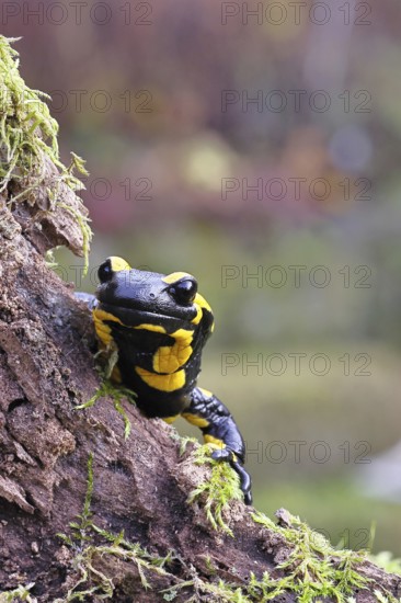 Fire salamander (Salamandra salamandra), looking out from behind a tree root, wildlife, looking into the camera, close-up, Wilnsdorf, North Rhine-Westphalia, Germany