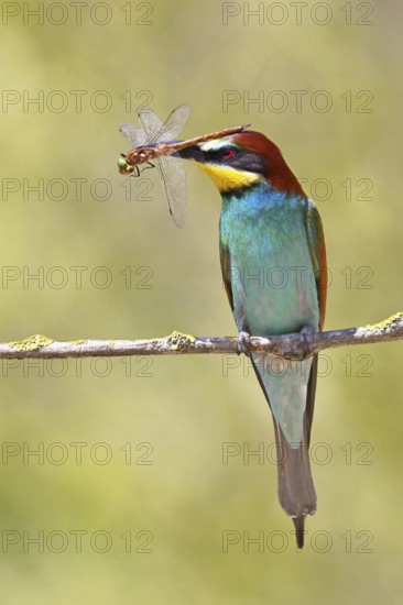 European bee-eater (Merops apiaster) sitting on a branch overgrown with green lichen with a wedge-spotted mosaic damselfly (Aeshna isoceles) as prey in its beak, Lake Neusiedl, Burgenland, Austria