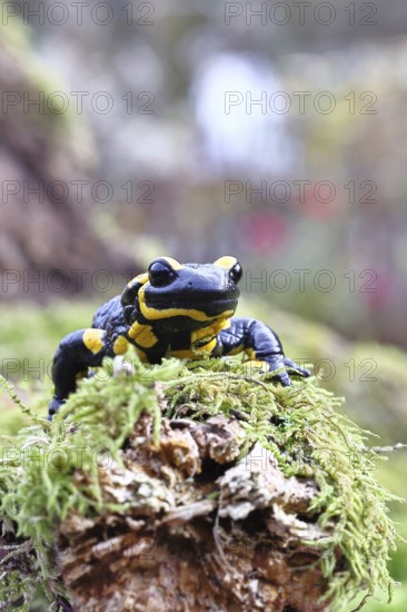 Fire salamander (Salamandra salamandra), running over moss, wildlife, looking into the camera, close-up, Wilnsdorf, North Rhine-Westphalia, Germany