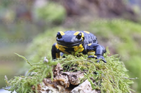 Fire salamander (Salamandra salamandra), running over moss, wildlife, looking into the camera, close-up, Wilnsdorf, North Rhine-Westphalia, Germany