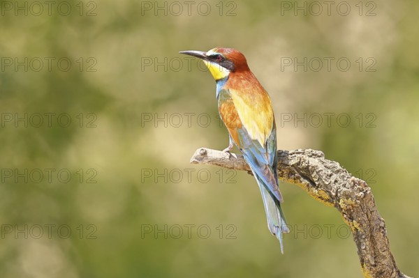 European bee-eater (Merops apiaster) sitting on a branch covered with green lichen, dorsal view, Lake Neusiedl, Burgenland, Austria