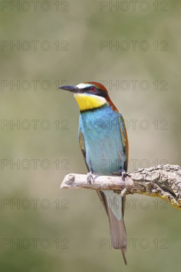 European bee-eater (Merops apiaster) sitting on a branch covered with green lichen, Lake Neusiedl, Burgenland, Austria