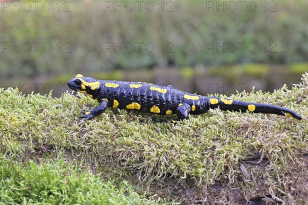 Fire salamander (Salamandra salamandra), running over mossy forest floor, wildlife, close-up, Wilnsdorf, North Rhine-Westphalia, Germany