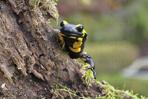 Fire salamander (Salamandra salamandra), looking out from behind a tree root, wildlife, looking into the camera, close-up, Wilnsdorf, North Rhine-Westphalia, Germany