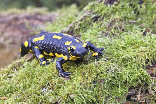 Fire salamander (Salamandra salamandra), running over mossy forest floor, wildlife, looking into the camera, close-up, Wilnsdorf, North Rhine-Westphalia, Germany