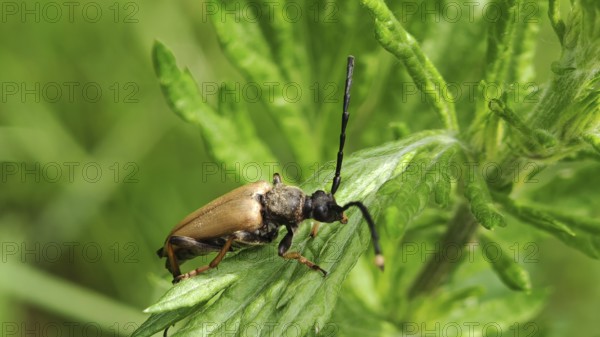 Close-up of a red longhorned beetle (Stictoleptura rubra) on a green leaf in sunlight, Franconian Forest nature park Park)
