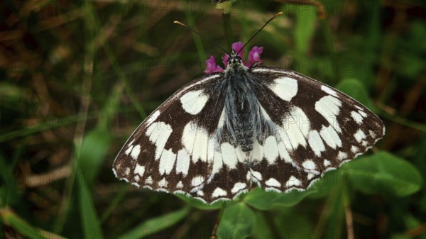 A chequerboard butterfly (melanargia galathea) on a purple flower in the grass, frankenwald nature park