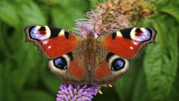A peacock eye (aglais io) with red wings on a purple flower against a green background, frankenwald nature park