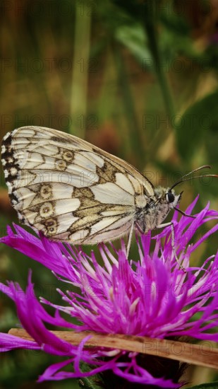 A checkerboard butterfly (melanargia galathea) on a bright purple flower, close-up in detail, REnnsteig, Franconian Forest National Park