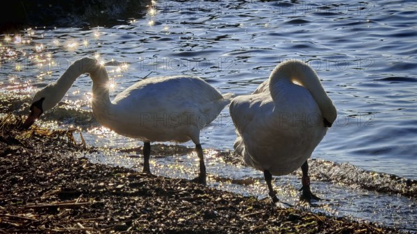 Two swans (cygnus) on the water's edge in the evening sun with glittering water in the background, Slovenia