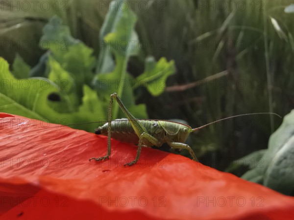 Great green bush cricket (tettigonia viridissima) sitting on a red poppy leaf (papaver) in a sunny garden, Thuringian Forest