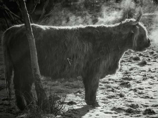 Silhouette of a highland bovine (bos taurus taurus) breathing in the cold, black and white photograph, Rennsteig, frankenwald nature park