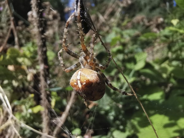 Close-up of a large brown spider garden cross spider (araneus diadematus) hanging in a web, surrounded by green vegetation, Rennsteig, Franconian Forest nature park Park, Germany
