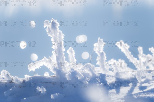 Detailed view of blades of grass covered with ice and snow against a soft, blurred background with light spots, light reflections on the Ilmenau river, bokeh, ice crystals, hoarfrost, frost on a stalk, grass, snowfields, stalks, winter, close-up, macro, frosty, frost, icy, close up, sunny, structure, structures, detailed view, back light, cold, nature, shimmer, points of light, beauty, peaceful scenery, quiet atmosphere, Lower Saxony, Germany