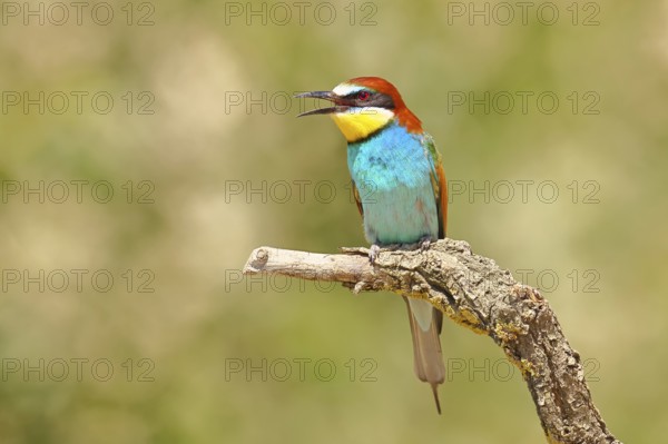 European bee-eater (Merops apiaster) sitting on a branch covered with green lichen, Lake Neusiedl, Burgenland, Austria
