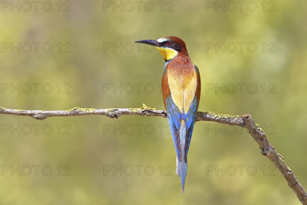 European bee-eater (Merops apiaster) sitting on a branch covered with green lichen, dorsal view, Lake Neusiedl, Burgenland, Austria