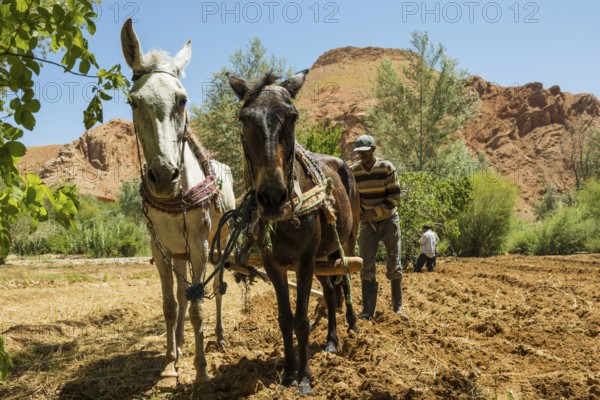 Farmers working in the fields, Atlas Mountains, Meknès-Tafilalet region, northern Sahara, Morocco