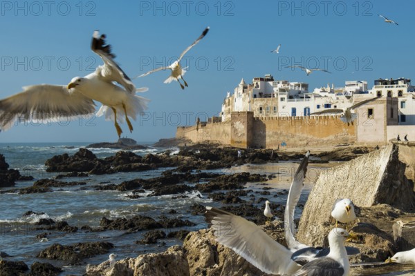 Fishermen and seagulls on the promenade, Essaouira, UNESCO World Heritage Site, Atlantic coast, Morocco