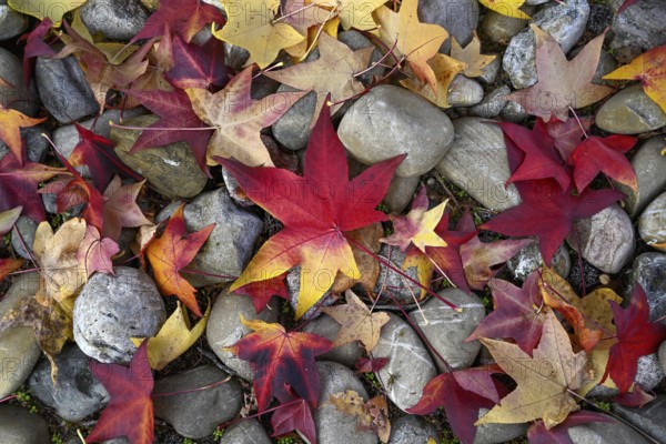Colourful autumn leaves in a front garden, Achern, Ortenaukreis, Baden-Württemberg, Germany