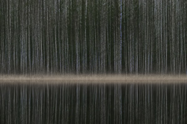 Tight standing, white-black trunks, birch forest on lakeside in winter, forest, multiple exposure, Finland