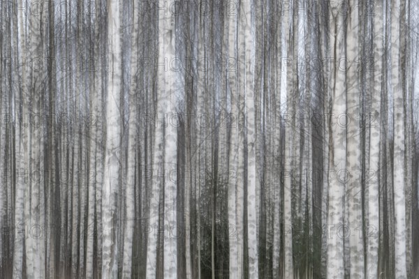 Tight standing, white-black trunks, birch forest in winter, forest, wiping, Finland