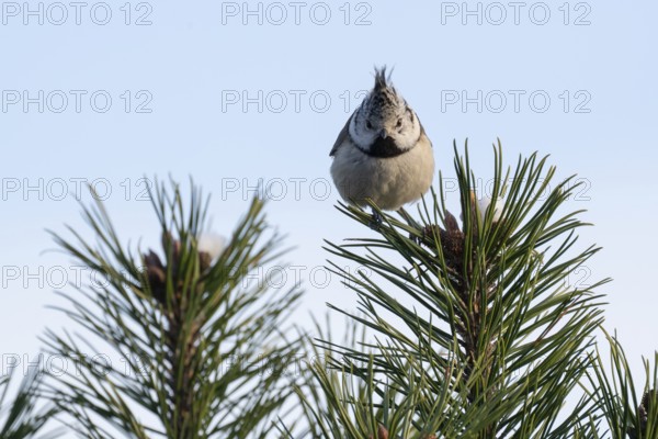 Crested Tit (Parus Scalloped ribbonfish) sitting on branch in pine tree (Pinus) in winter, Korpo or Korppoo, southern Finnish archipelago, Finland