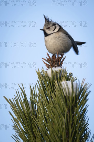 Crested Tit (Parus Scalloped ribbonfish) sitting on branch in pine tree (Pinus) in winter, Korpo or Korppoo, southern Finnish archipelago, Finland
