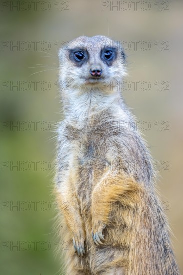 Meerkat, Suricata suricatta, in guard position, guard pose, observes the area surrounding the underground burrow