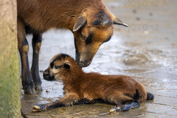 Sheep licks its newly-born lamb, still very moist
