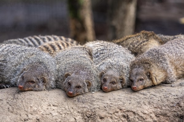 Zebra mongooses doze at lunchtime, live in associations of several dozen animals, live in Central and Southern Africa