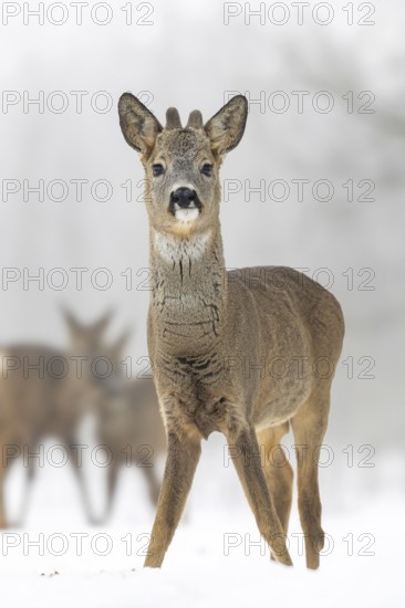 Roe deer (Capreolus capreolus) winter coat, foraging, portrait, snow and frost, leap, narrow deer, fawn, winter time, leaf hunting, hunting, hunter, buck, roebuck, Kiskunsag National Park, Hungary