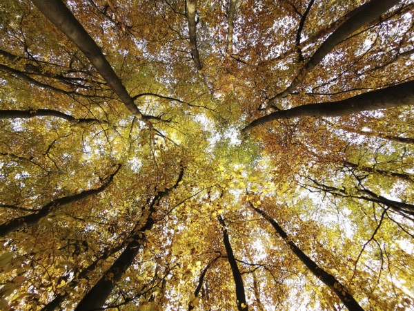 Looking up at the golden autumn leaves that filter sunlight and form a glowing sky, Frankenwald nature park Park, Bavaria, Germany