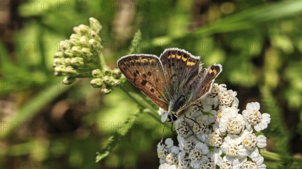 A butterfly, Sooty Copper (lycaena tityrus), with patterned wings resting on a white flower with a green background, Franconian Forest nature park Park, Germany