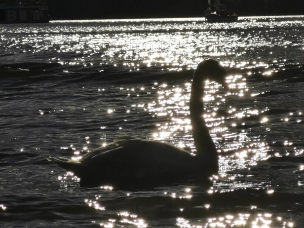 A swan (cygnus) in silhouette in the water in front of glittering sunlight, Berlin, Germany
