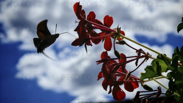 A butterfly, pigeon tail (macroglossum stellatarum) hovers in front of red flowers against a background of blue sky and white clouds, Upper Franconia, Germany