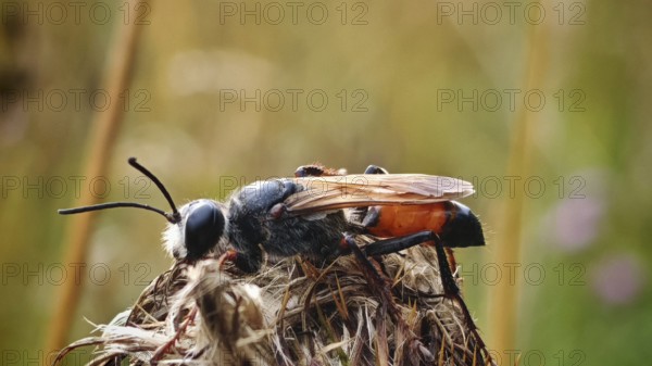 An insect, grasshopper sand wasp (Sphex funerarius) sits on a dry plant against a blurred background in natural colours, Franconian Forest nature park Park, Germany
