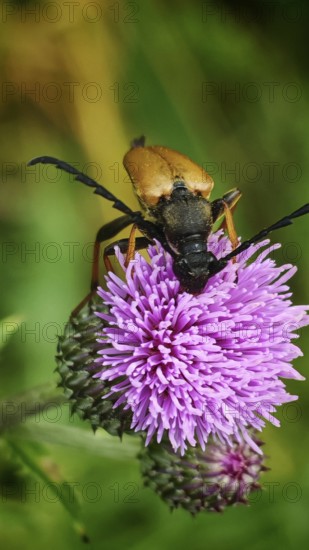 A beetle, Stictoleptura rubra, sitting on a purple flower in a close-up with green background, Franconian Forest nature park Park, Germany