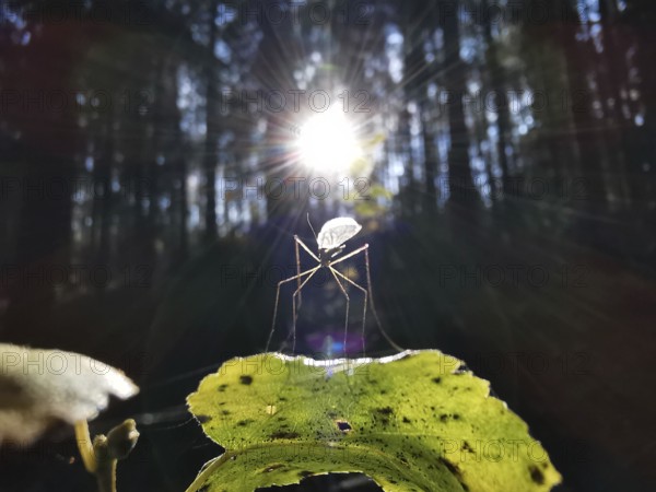 A mosquito (Nematocera) is illuminated by sunlight through the canopy in the forest, Franconian Forest