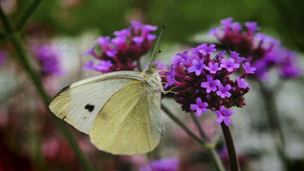 A butterfly, cabbage white butterfly (pieris rapae) resting on purple flowers of Purpletop vervain (verbena bonariensis) in close-up, Hof, Upper Franconia, Germany