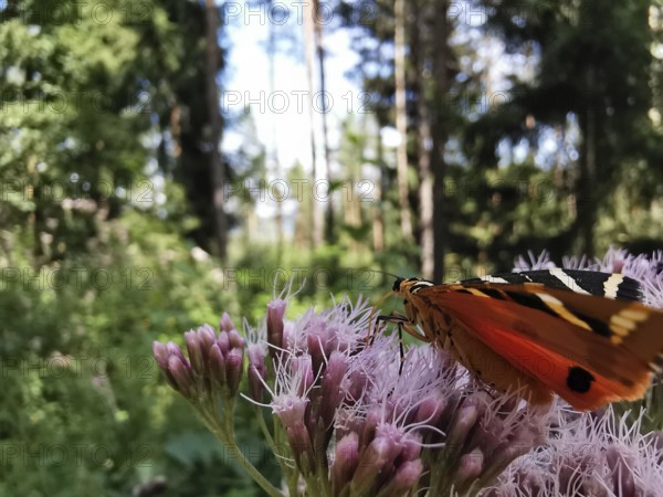 A colourful butterfly sits on a purple wildflower in the forest, Jersey tiger (Euplagia quadripunctaria), Thuringian Forest, Germany