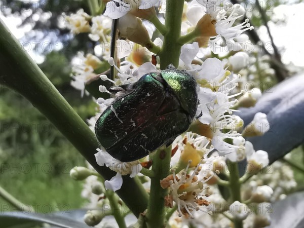 A shiny green beetle sitting on a flowering plant, rose chafer (Cetoniidae), Rennsteig, Thuringian Forest