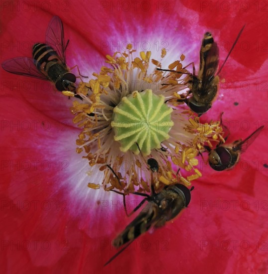 Hoverflies (Syrphidae) gather around the nectar of a large red flower, poppy (papaver rhoeas), Fichtelgebirge, Germany