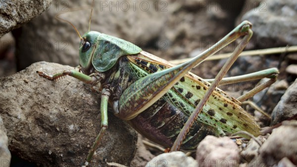 A green grasshopper, wart-biter (Decticus verrucivorus), sitting close to a rock in detail, Georgia
