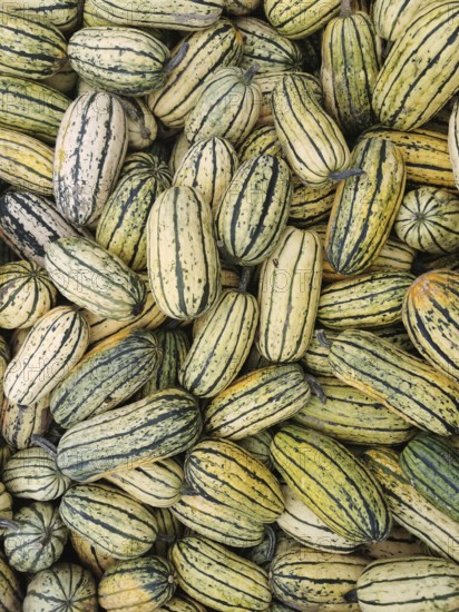 Various striped pumpkins (cucurbita) in yellow and green, symbolising harvest season and variety
