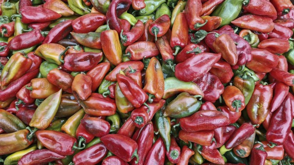 Fresh peppers (capsicum) in various colours and shapes, North Macedonia