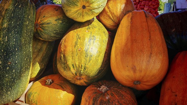 Large pumpkins (cucurbita) in different shades of colour at a market, peja, kosovo